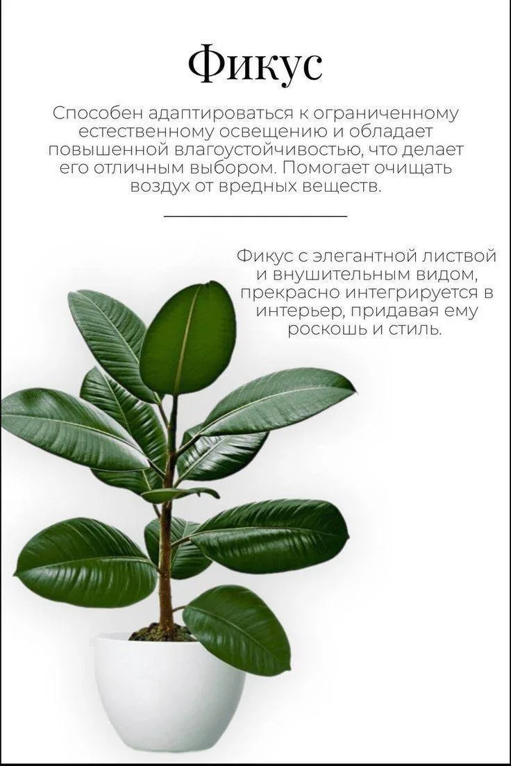 Фикус