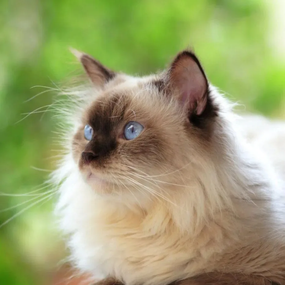 🐱Котики Online🐱