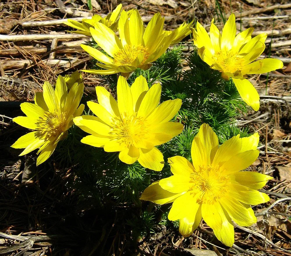 ГОРИЦВЕТ

🌼 Адонис весенний в народе величают горицветом. Это растение уникально по своему составу: