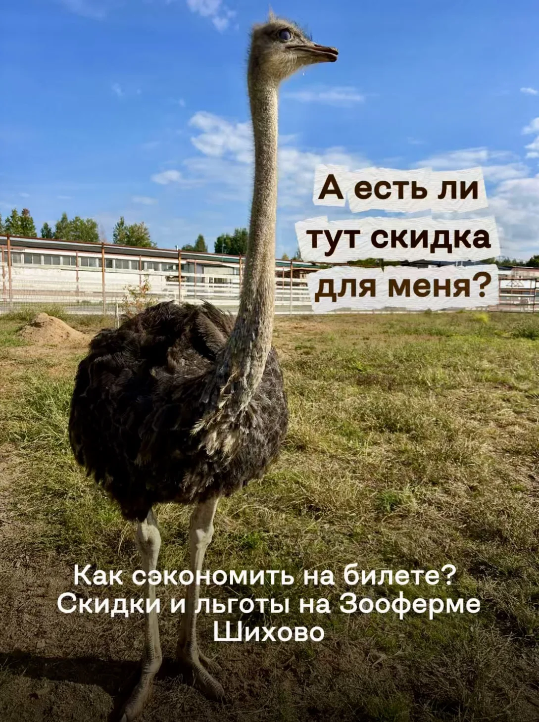 🎟 Льготы и скидки на посещение Зоофермы Шихово