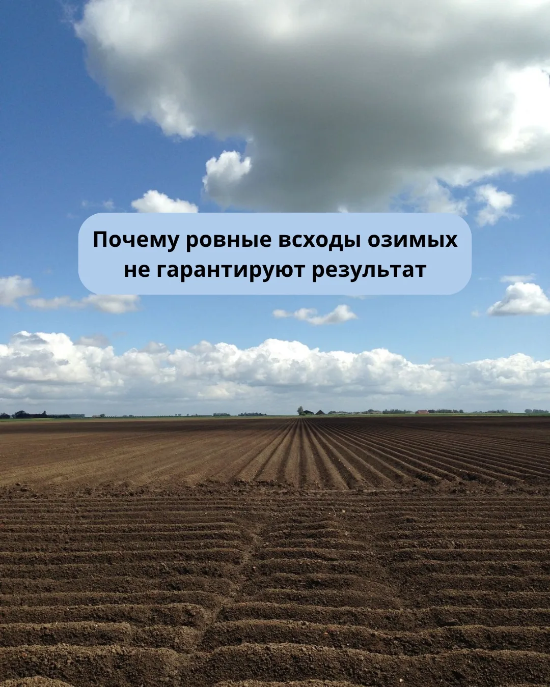 После появления всходов у озимых начинается этап, который со стороны почти не заметен, ...