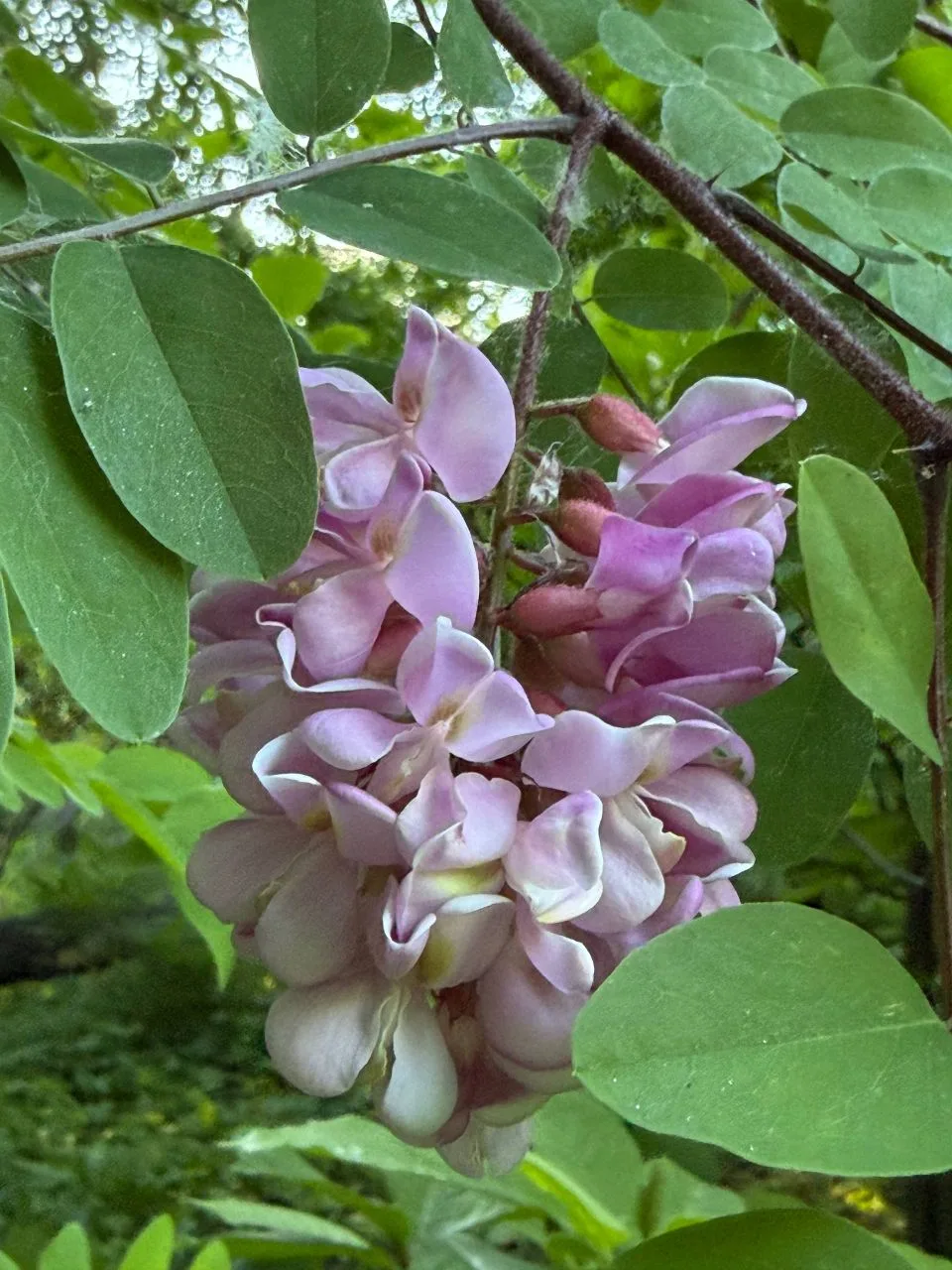 Это растение вы почти точно пройдёте мимо… если не знать, куда смотреть 🌿