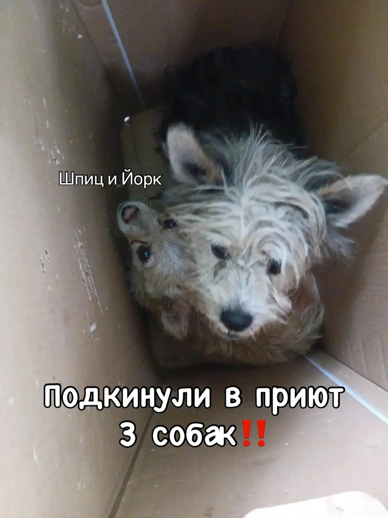 🆘Ищем тех, кто знает, чьи собаки‼️

Вчера к приюту подкинули ТРЕХ собак: в коробке Йорка и шпица(?)
