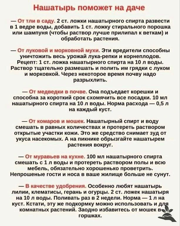 Нашатырь поможет на даче