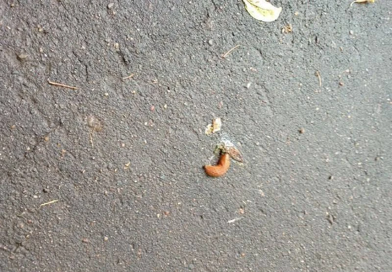 🐌 Испанские слизни появились в московском регионе