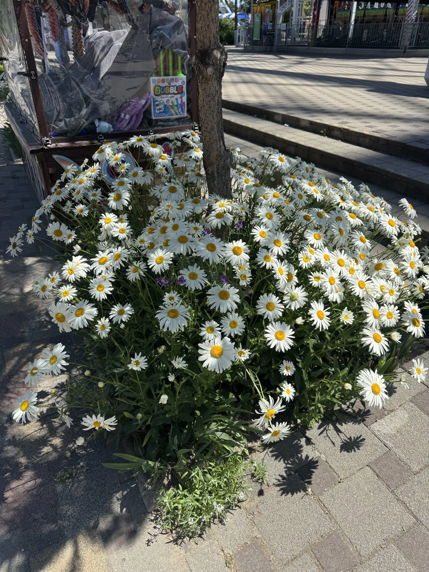 Нереальные ромашки расцвели в парке Джунгли🌸😍

🐾 chokolatella
