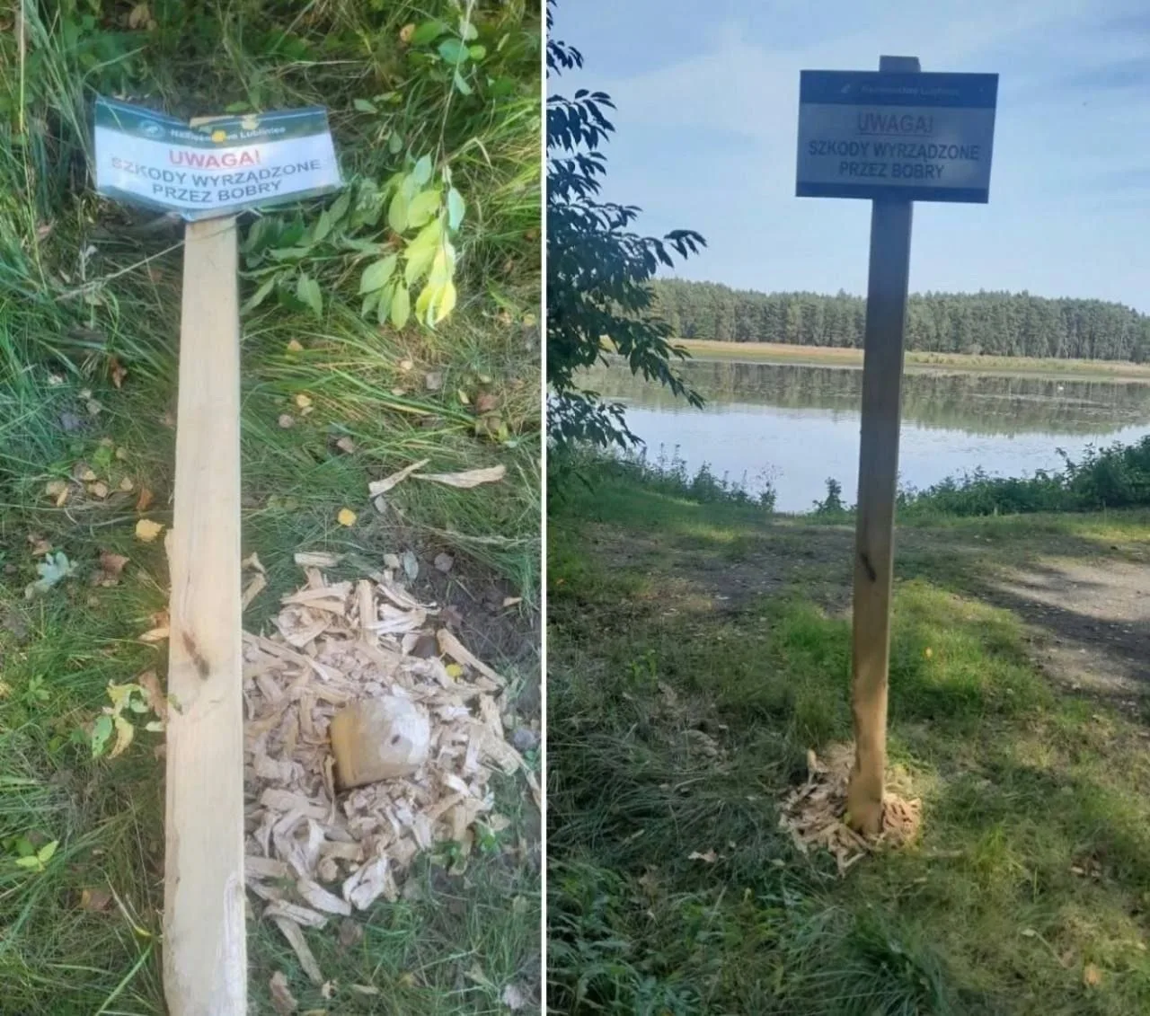 Бобры в Польше не оценили предупреждение о бобрах 😂
