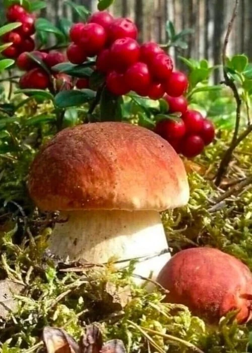 🌿 Июль собрался уходить,
Готовя августу приёмы,
И утром паутинки нить
Блеснёт росой на ветке клёна.