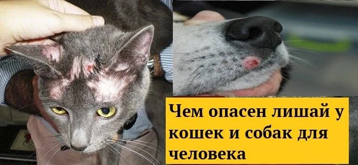 Микроспория, или стригущий лишай, является общей для человека и животного болезнью. Это...