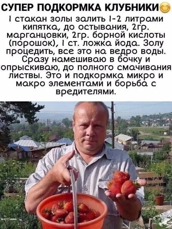 Супер подкормка для клубники