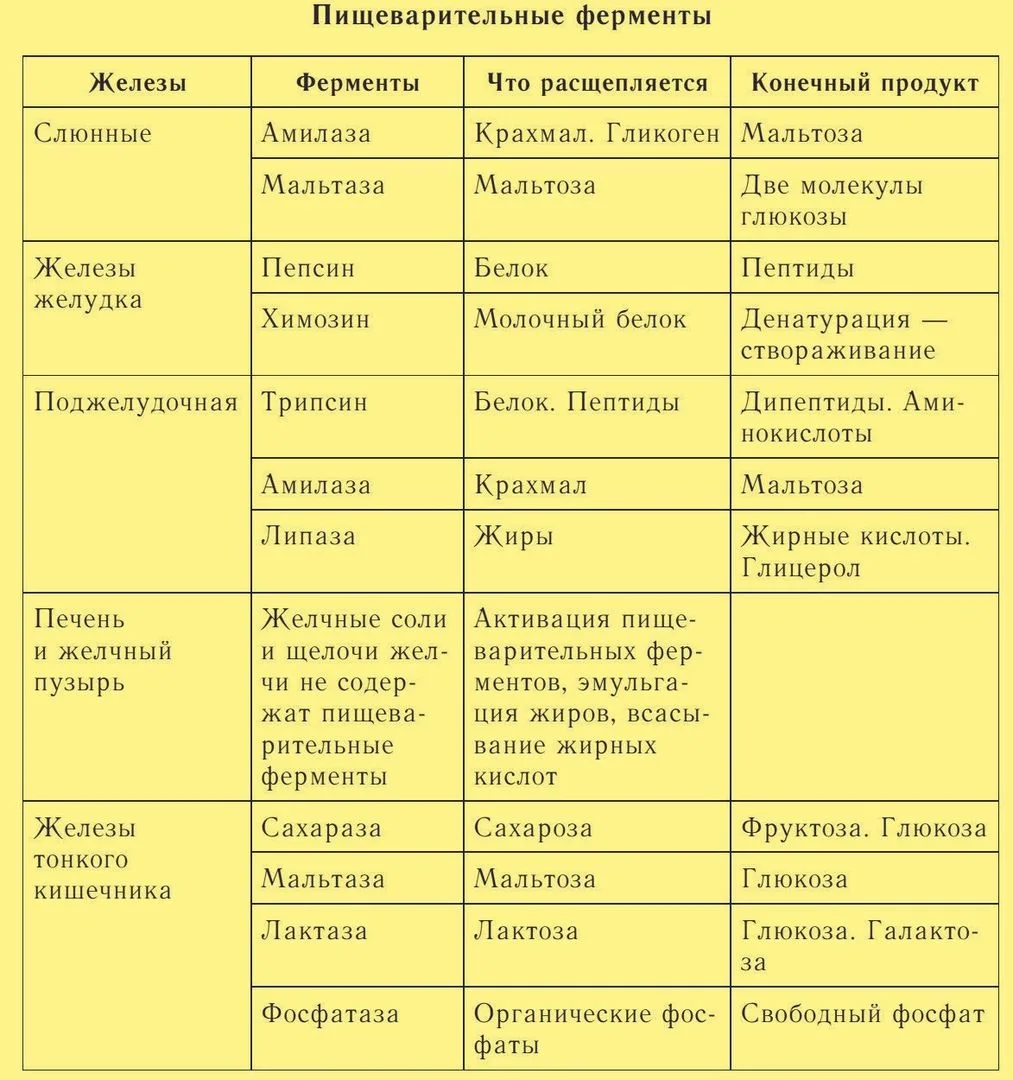 Пищеварительные ферменты
