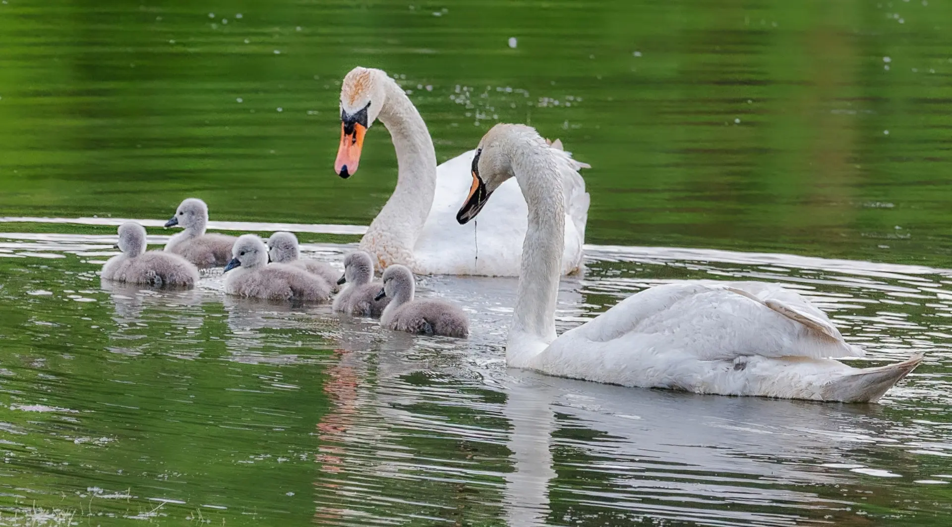 Заботливые родители 🦢