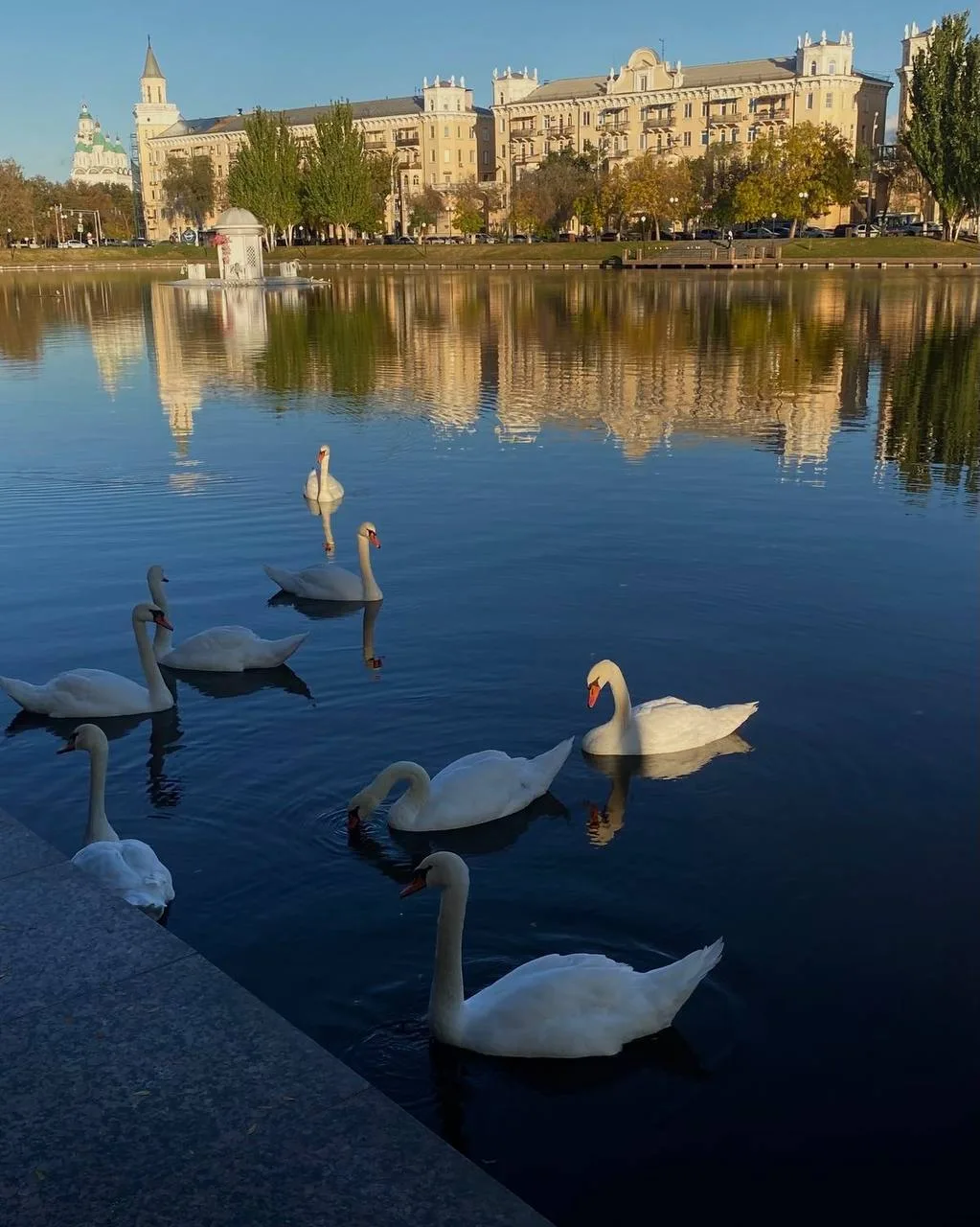 🦢 Где в Москве живут лебеди  🔹 На Патриарших прудах 🔹 На Голицынском пруду в Парке Горького 🔹 На Вер