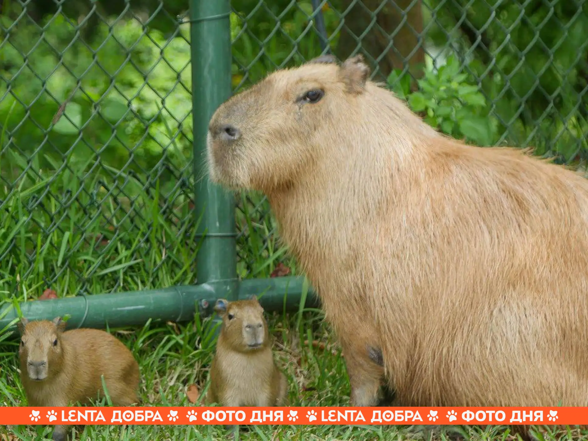 😍 Фото дня: обычно малыши первое время сильно отличаются от своих родителей, но детёныши капибар — 