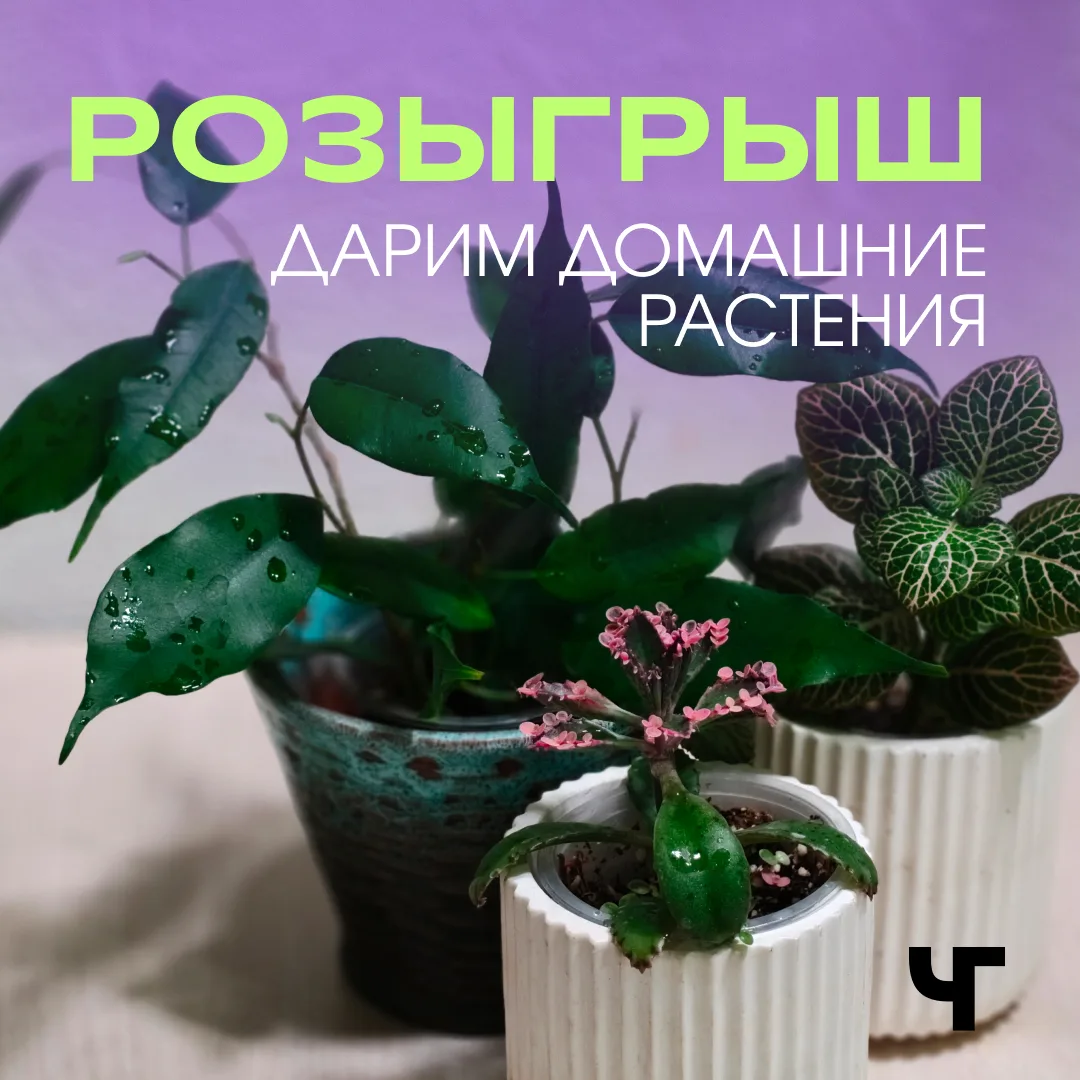 📢 Мы уже объявили победителей розыгрыша!