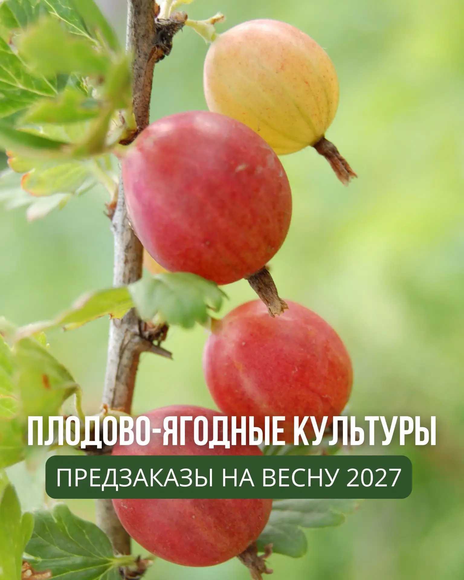 Плодово-ягодные культуры! Весна 2027!