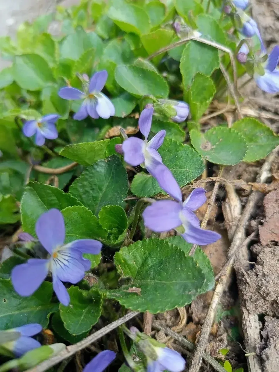 🤩Весеннего настроения в ленту🌸