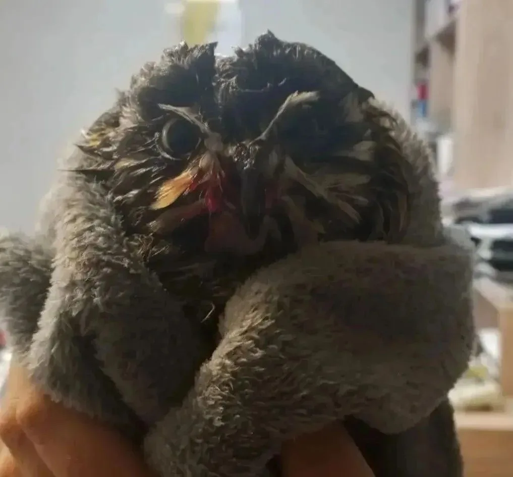 ❤️ Забайкалка спасла совёнка, которого заметила на дороге.

Совёнок сидел на асфальте, был напуган и