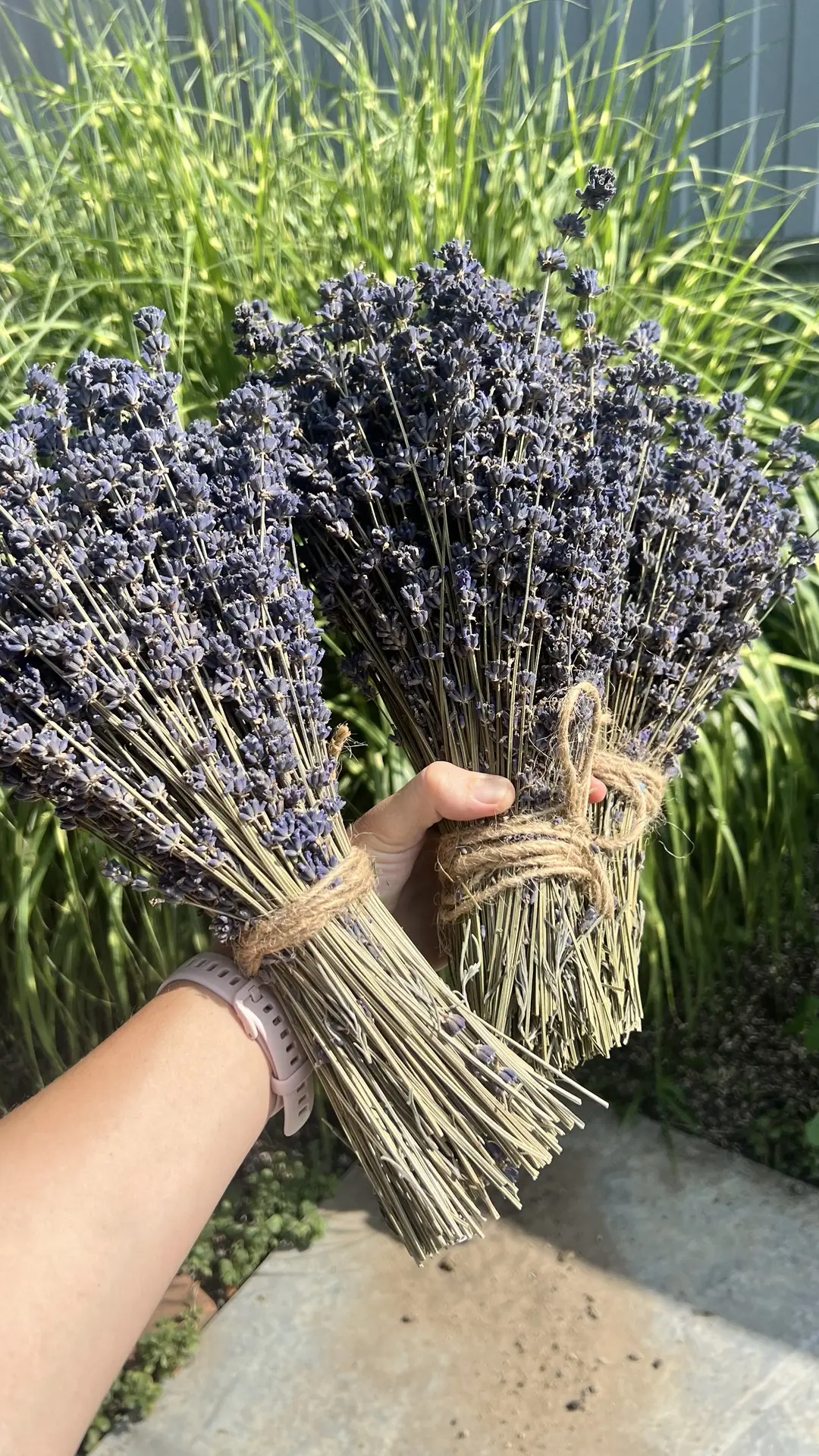 Изображение 1 к публикации «Ферма Лесниченко 🍓Клубника 💜Лаванда🌱Теплица»