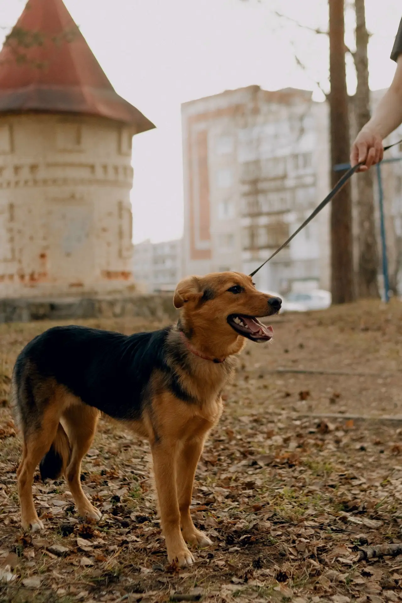 ✨ Лада ищет свою семью! ✨🐾