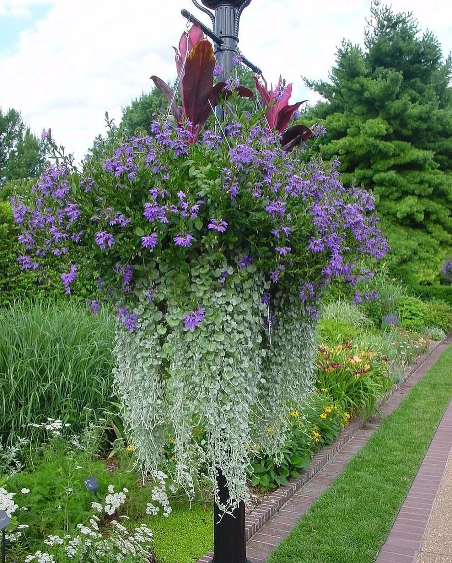 🌱 Изысканная дихондра