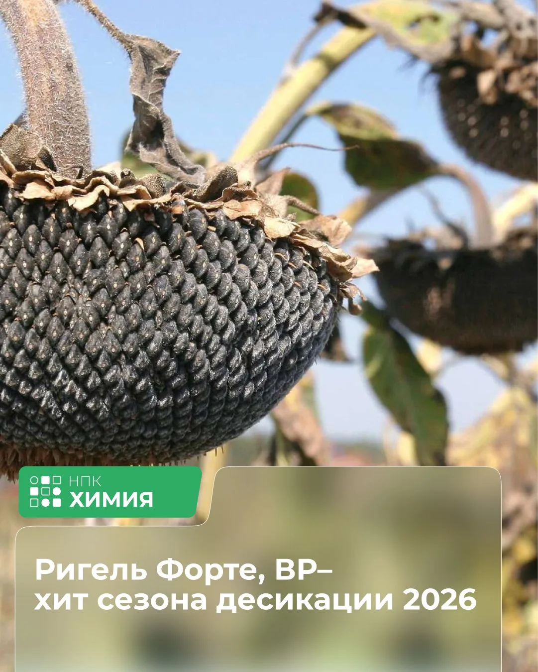 Наш 🏆TOP десикант РИГЕЛЬ ФОРТЕ, ВР расширяет границы!