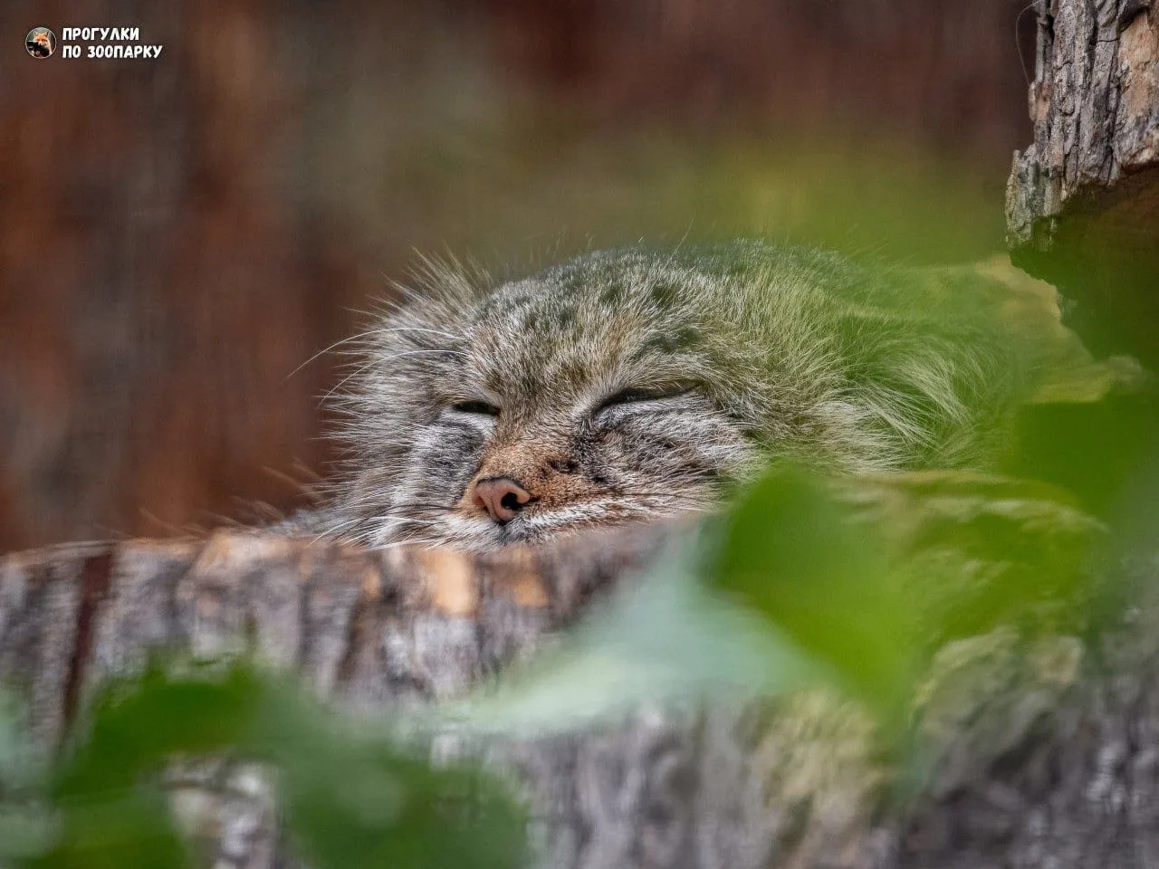 Спокойной ночи от Пепе🐾 💤