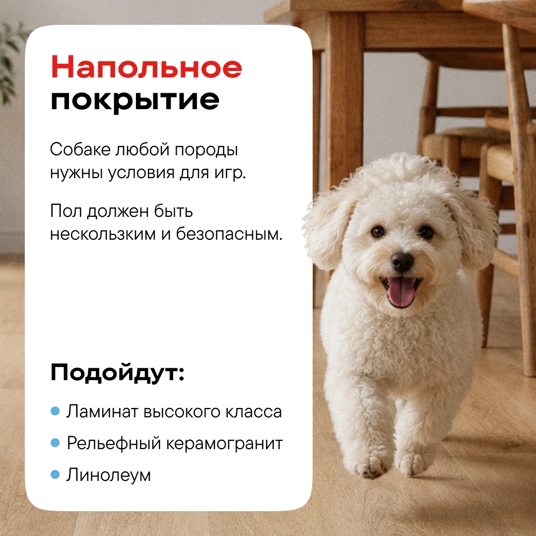 Как выбрать удобную квартиру для жизни с питомцем? Делимся основными советами