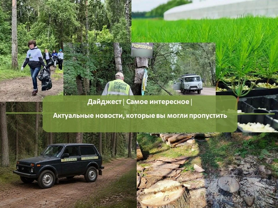 Дайджест лесного хозяйства/Самое интересное/Актуальные новости, которые вы могли пропустить
 
🟢 В л