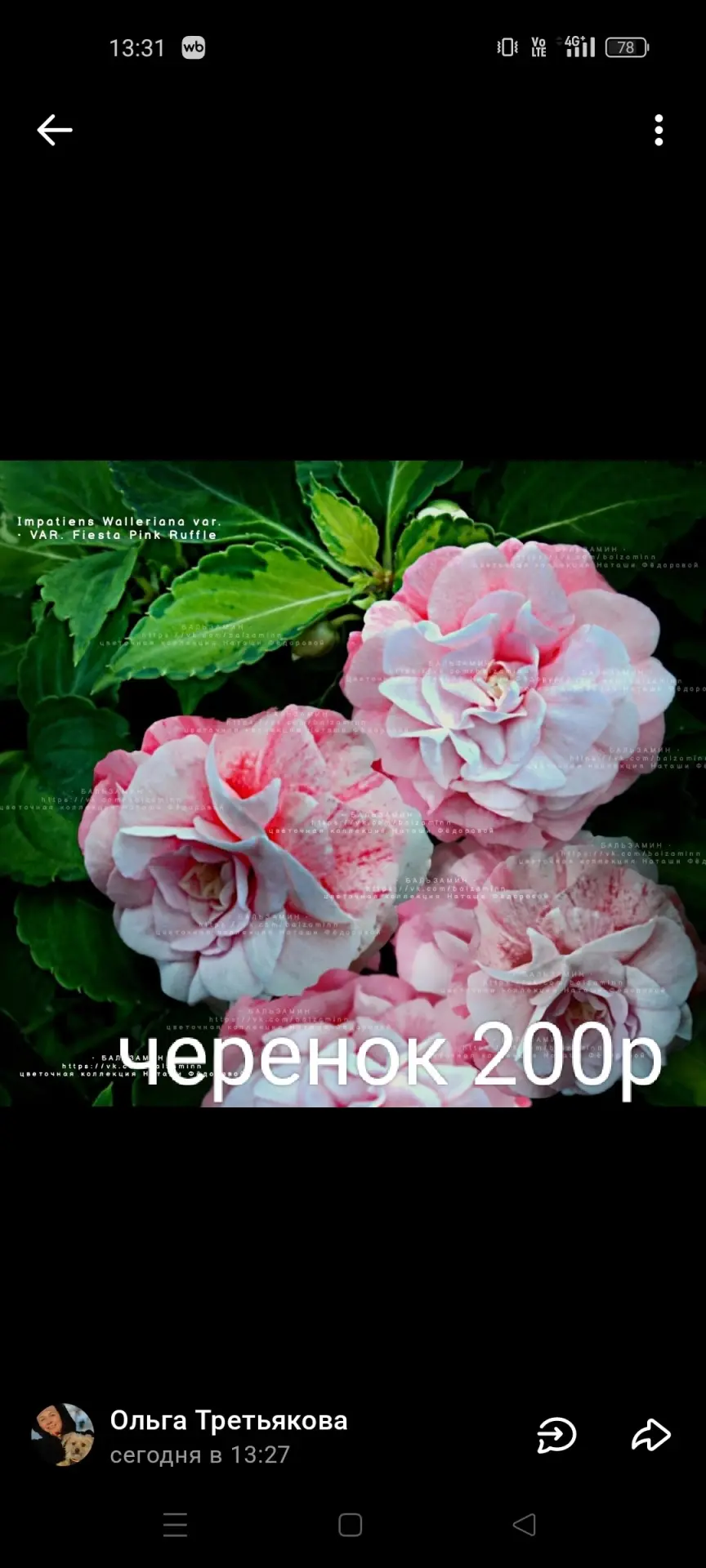 Базамин (черенки) 100-200р.