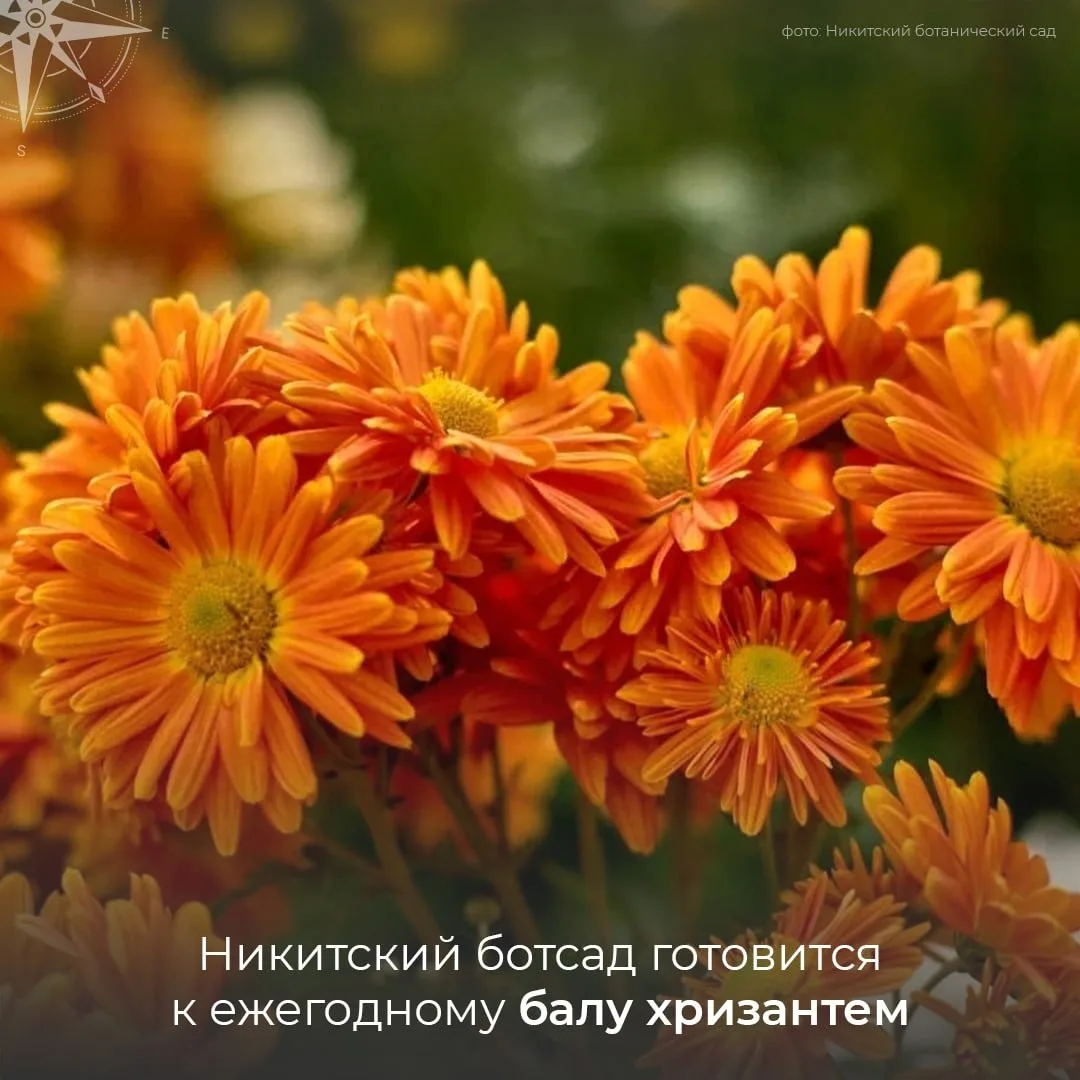 😍🌸 Ялта готовится к главному цветочному событию осени
