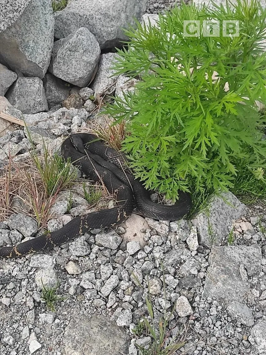 ⚡️🐍 В Славянке у озера Треуголка заметили змею  Подписчица прислала фотографии: на берегу озера Треу