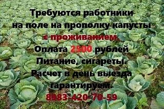 Требуются работники с проживанием.