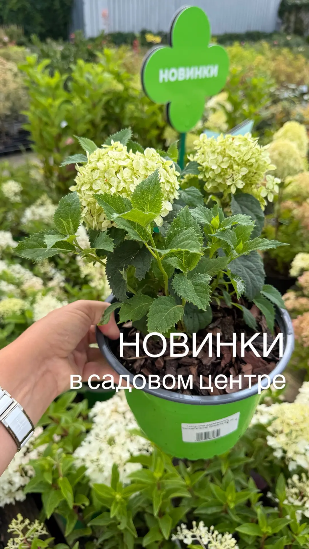 Новинки в нашем садовом центре: г.Армавир, ул.Ефремова, 354