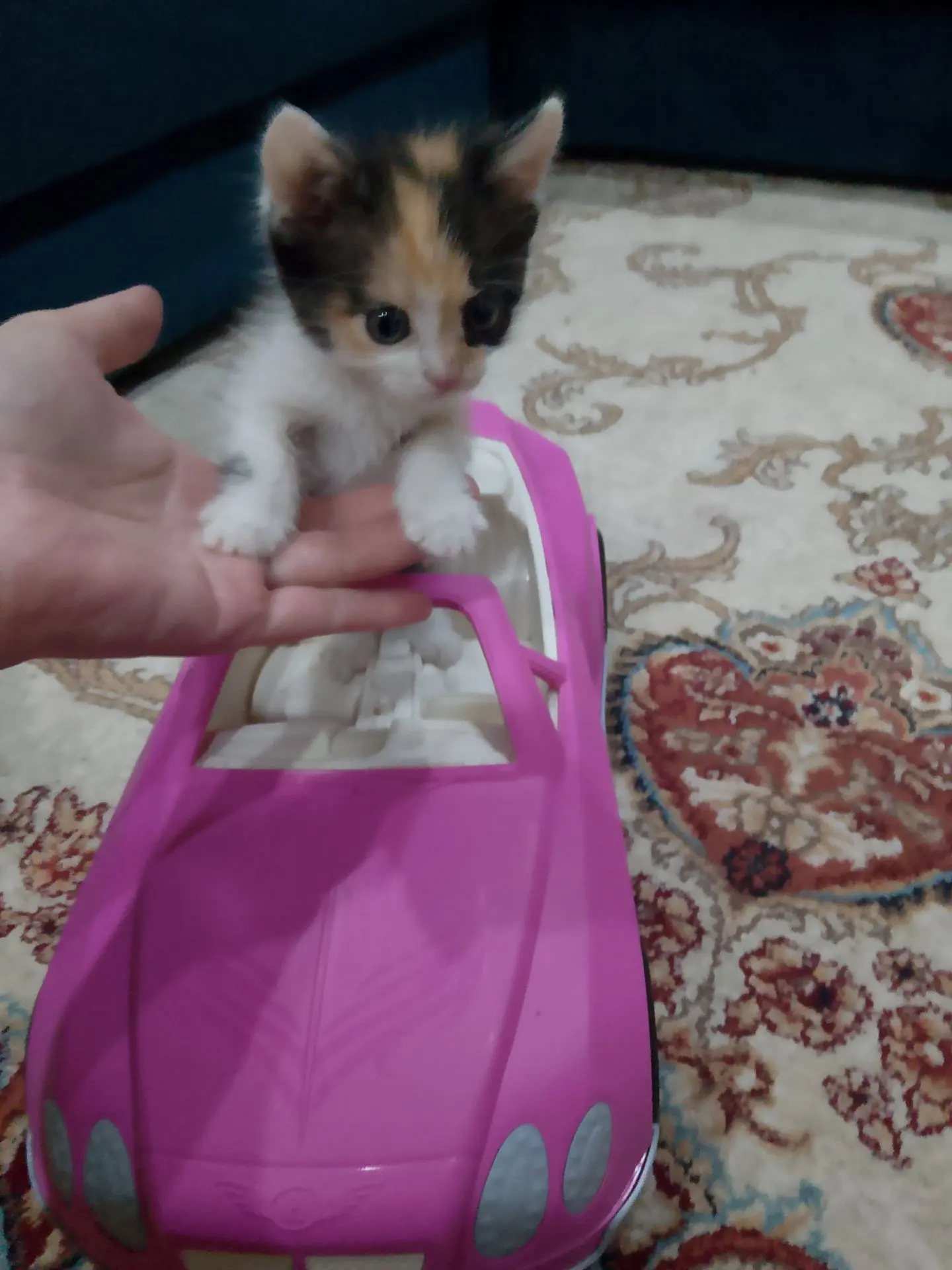 Подкинули под окно вчера кроху девочку,меньше месяца.пока взяли.аппетит хороший,сама по...