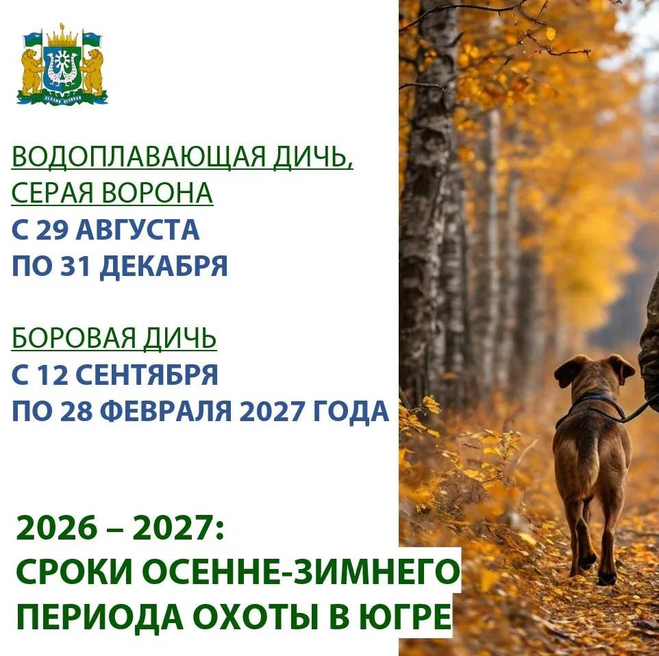 Готовимся к осенне-зимнему сезону охоты заранее: в Югре охота на водоплавающую дичь ста...
