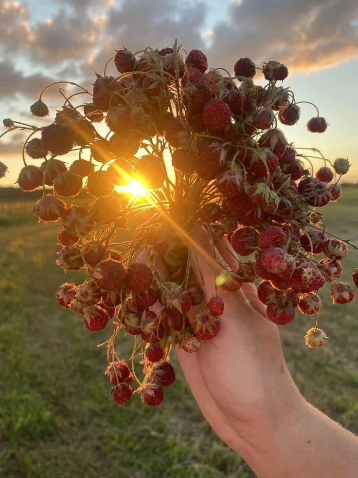 Жаль, нельзя кусочек лета До зимы припрятать где-то...