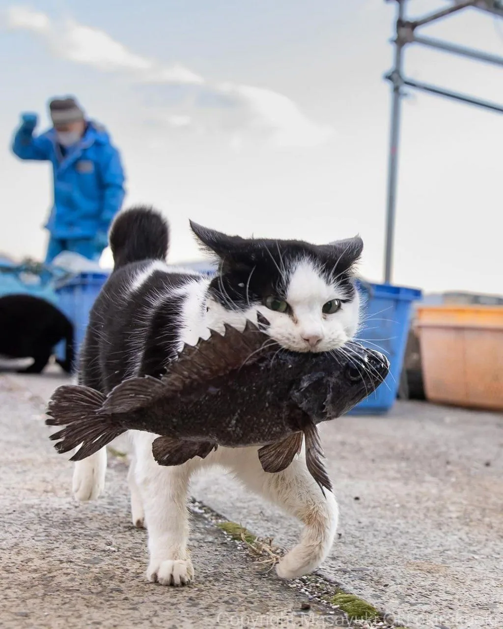 Японские коты в объективе okirakuoki