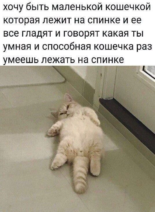 КУКУРУЗА 🌽