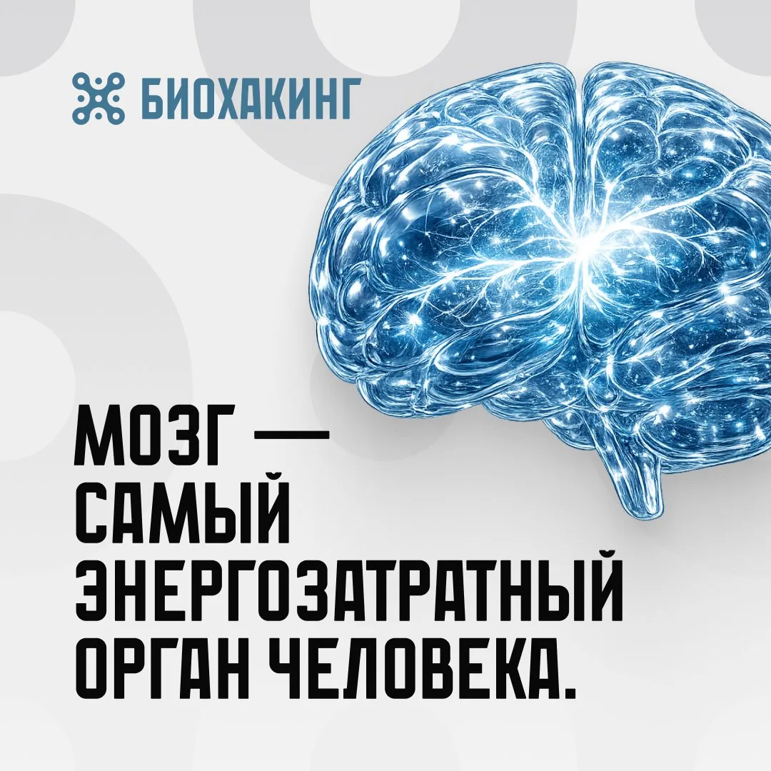 Мозг составляет всего около 2% массы тела.

Но при этом потребляет до 20% всей энергии организма.

П