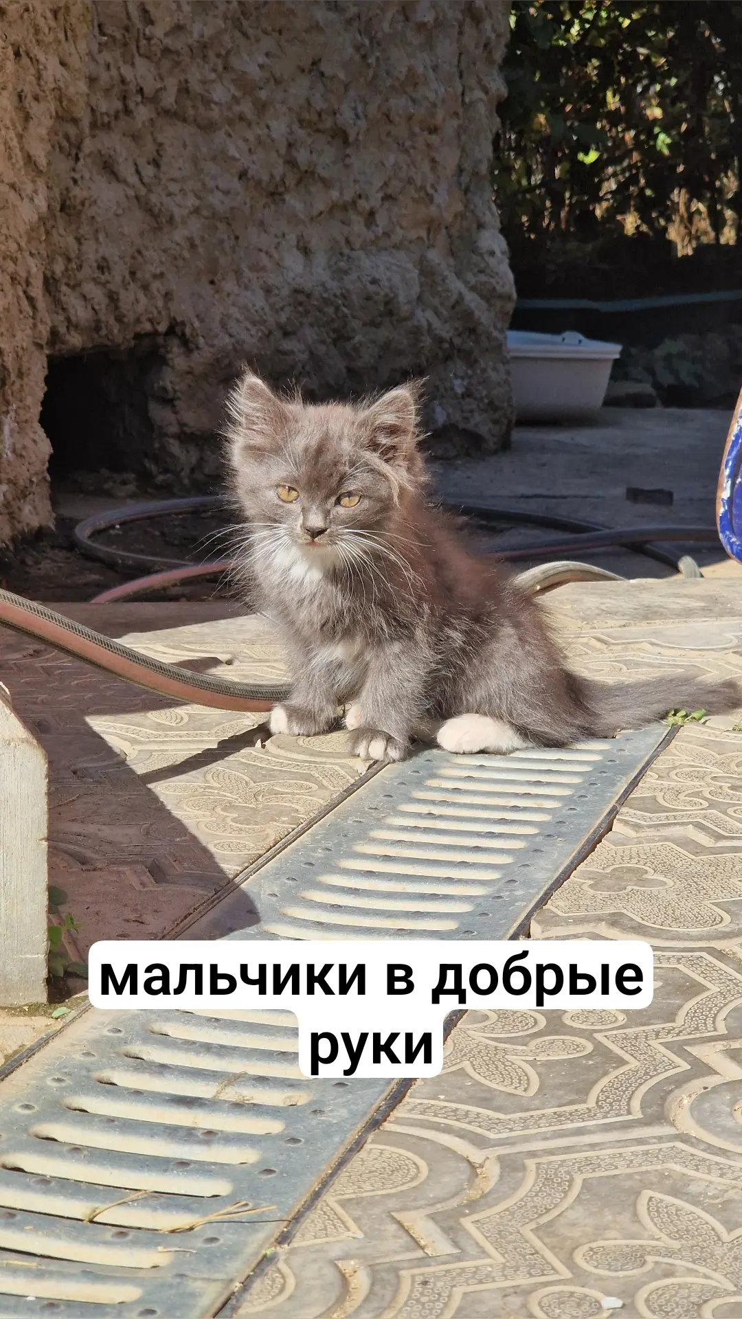Мальчики в добрые руки. 89633817411