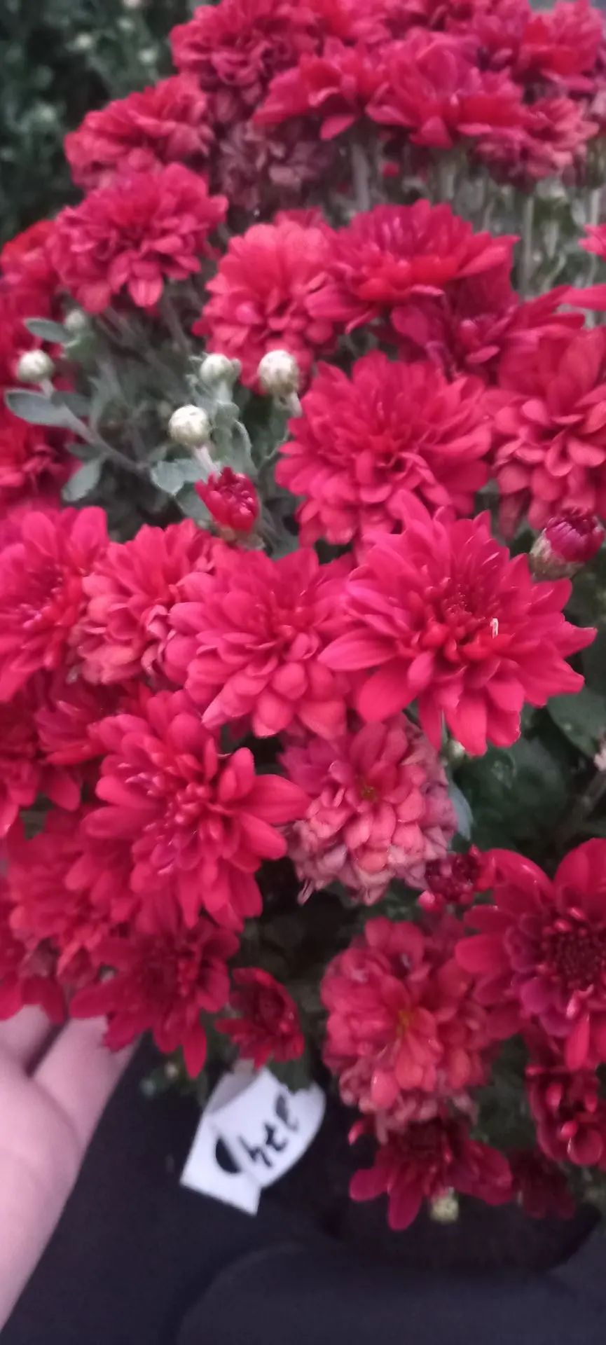 №374 SANBEAM RED -