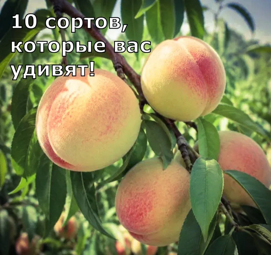 10 сортов, которые вас удивят 🍑
