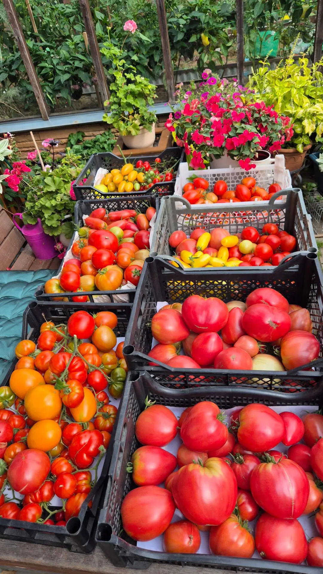 Собрали  помидры,сегодня вот столько🍅🍅🍅