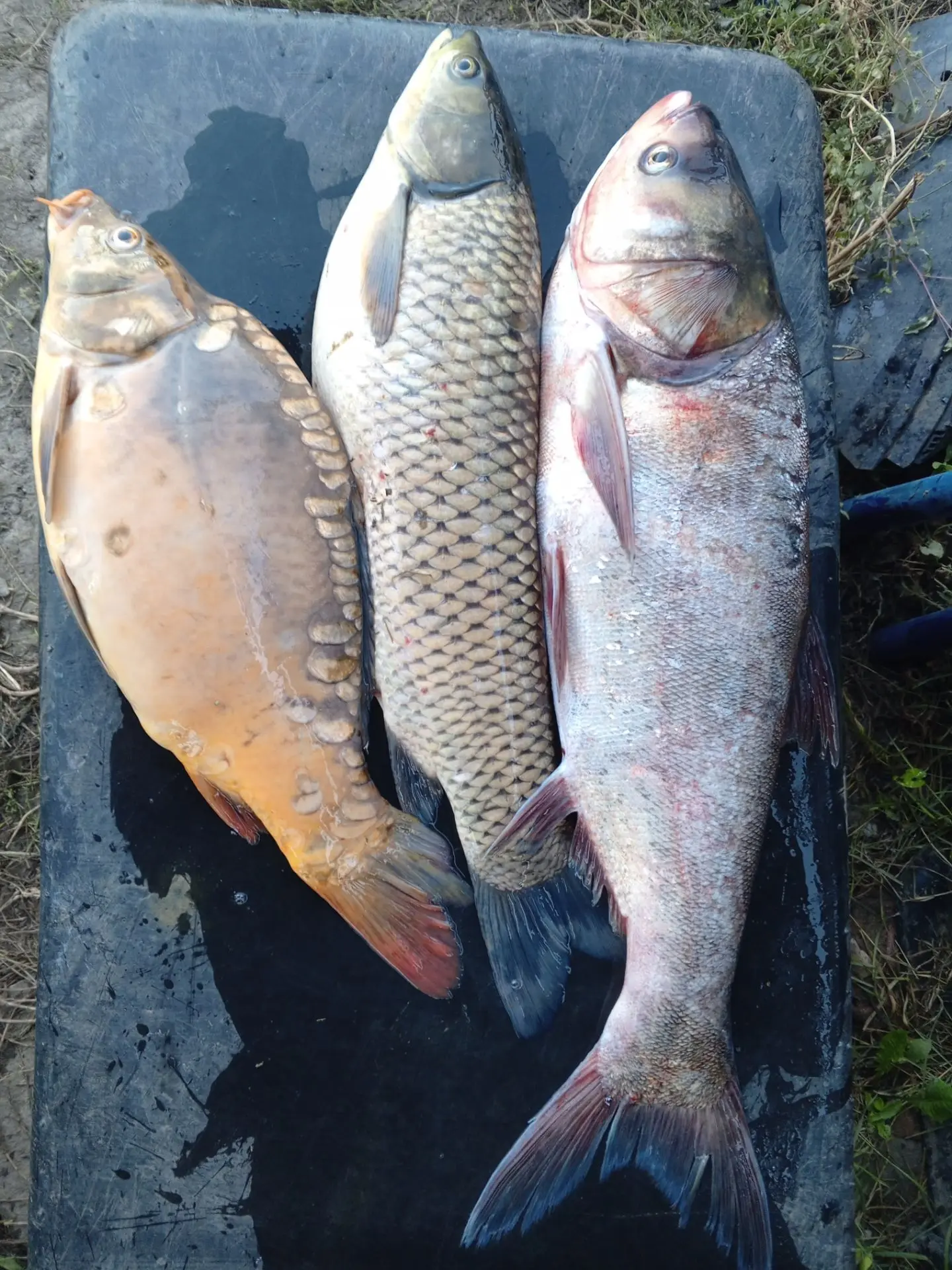 🐟🐠🐡В продаже живая рыба! 🐟🐠🐡