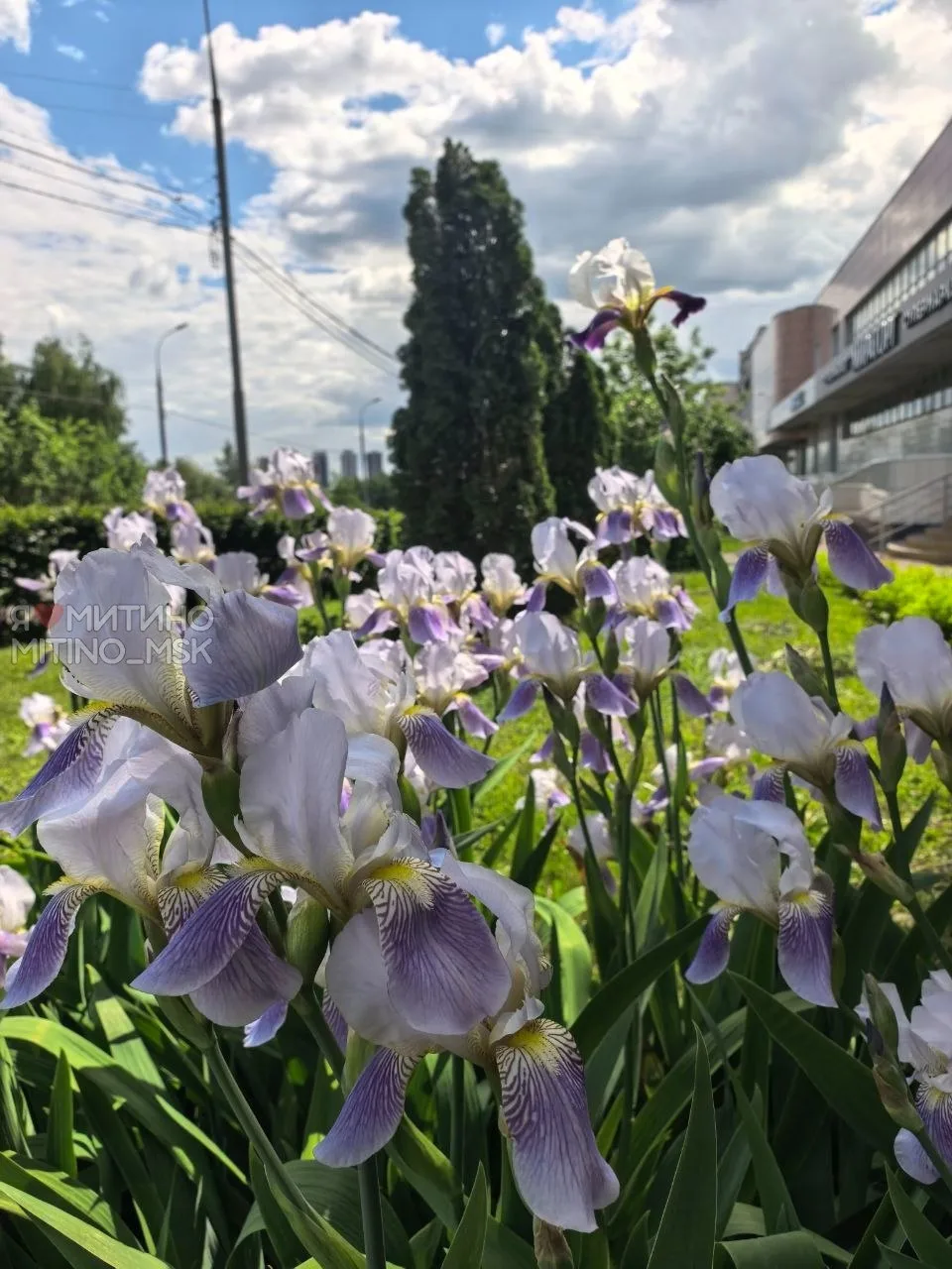 Природа стремится в лето!🌸🌼💮  ⛈Красота среди городской суеты в ожидании затяжных дождей (Дожди будут
