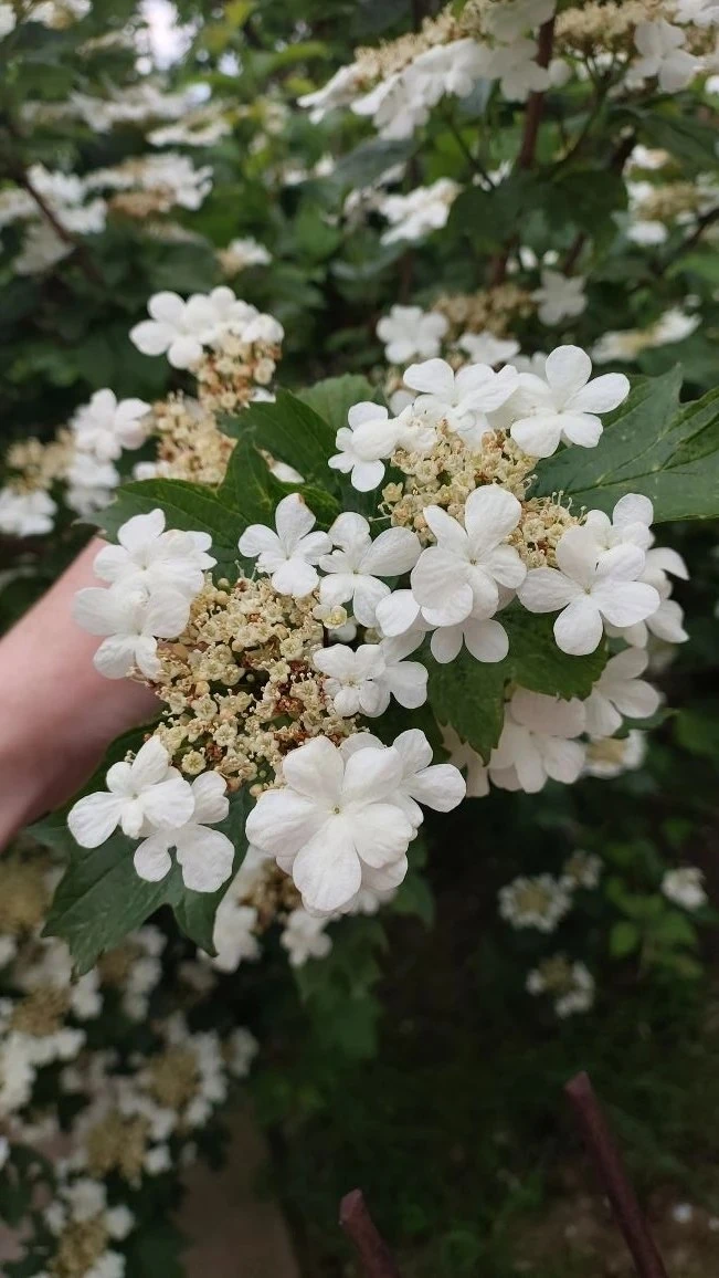 Сегодня воскресенье,  24 мая.  🎉 Праздники сегодня:   🔸День славянской письменности и культуры; 🔸 Де