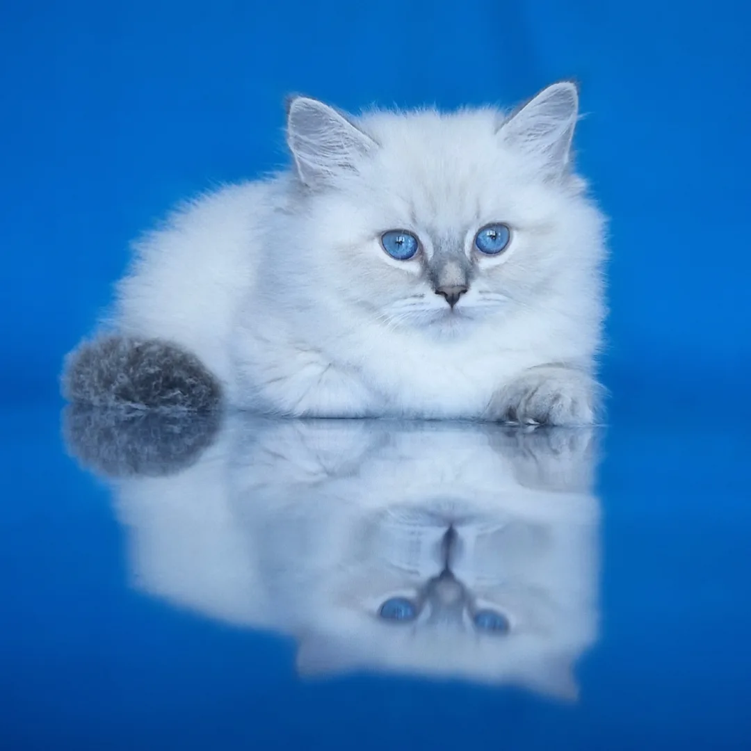 Документы котенка, да или нет...