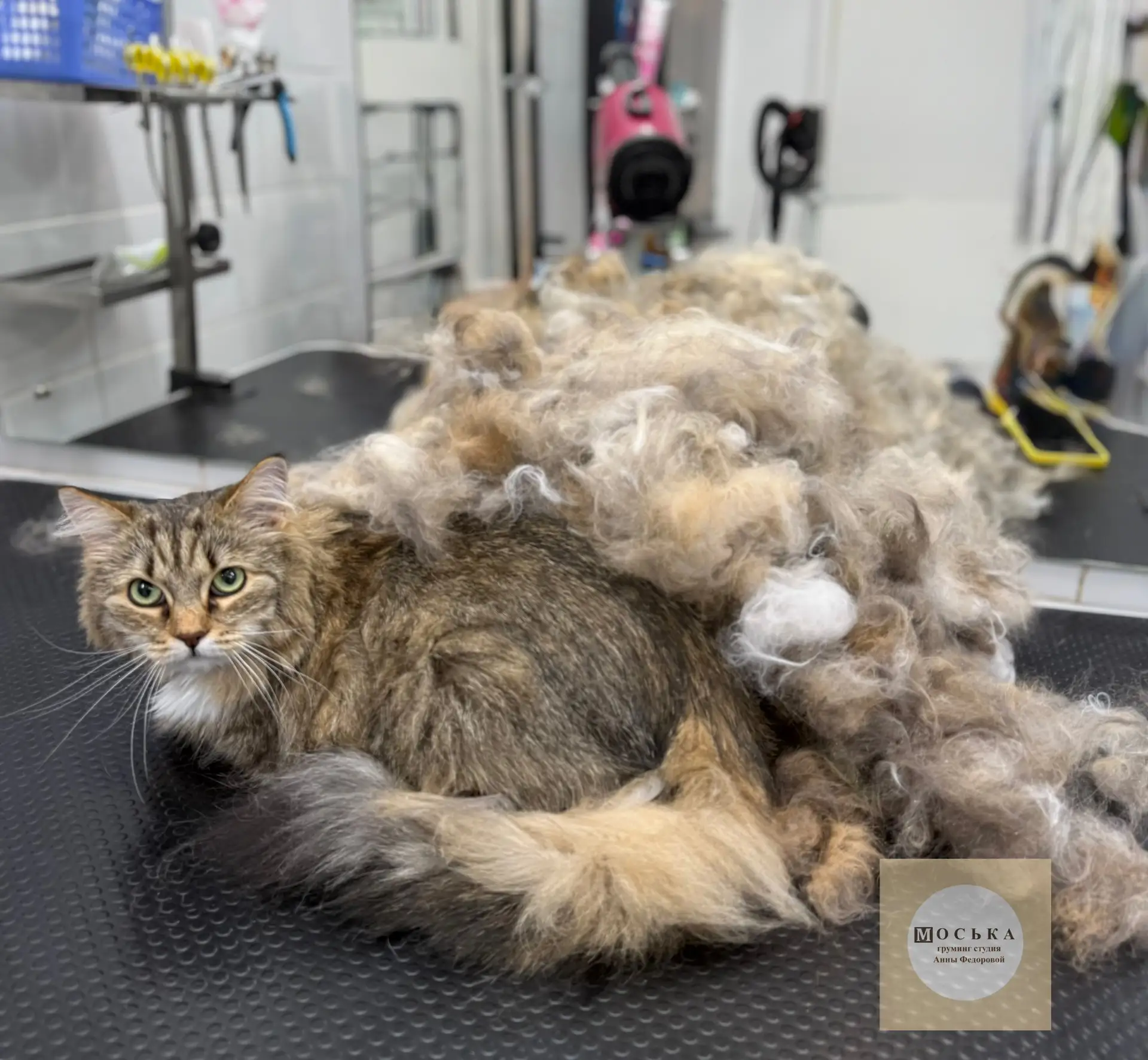 Сезон линьки котиков никто не отменял или найди кошечку 🐈