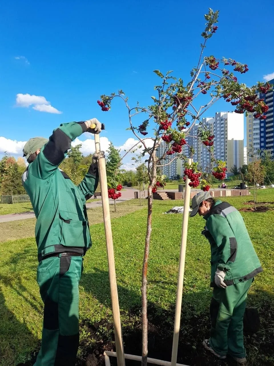 Стартовала осенняя высадка зелёных насаждений